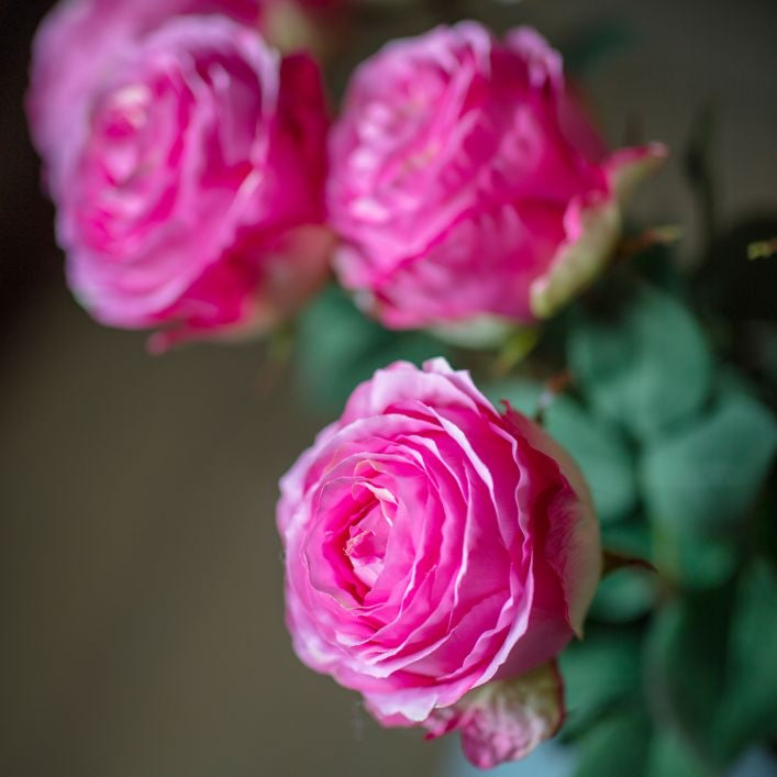 Rose stem in Pink